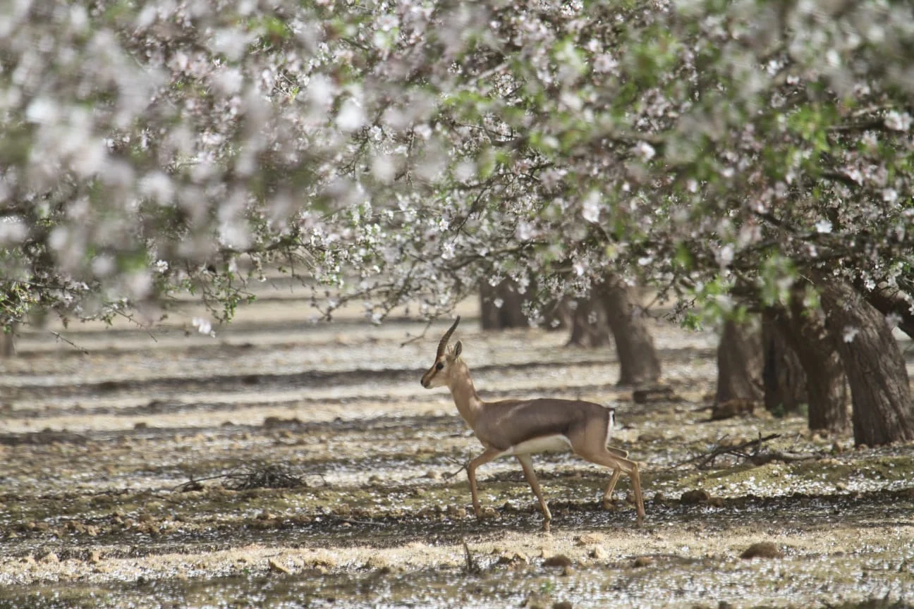 פסטיבל השקדיות בחבל יתיר