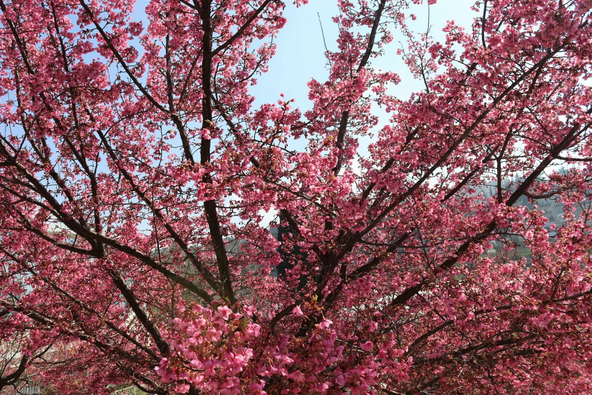 חגיגות הסאקורה בגן הבוטני