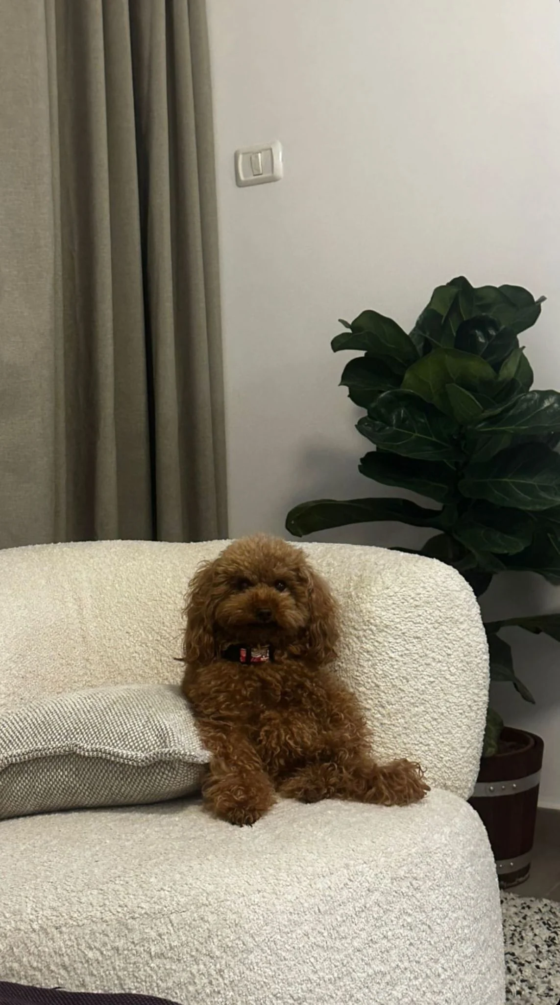 נינה, הכלבה של מאיה קיי