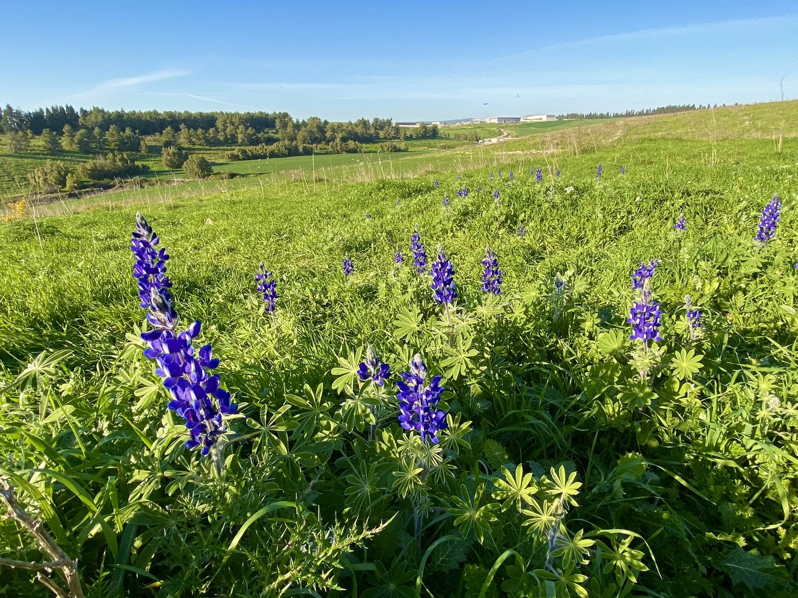 תורמוסים במצפה נילי