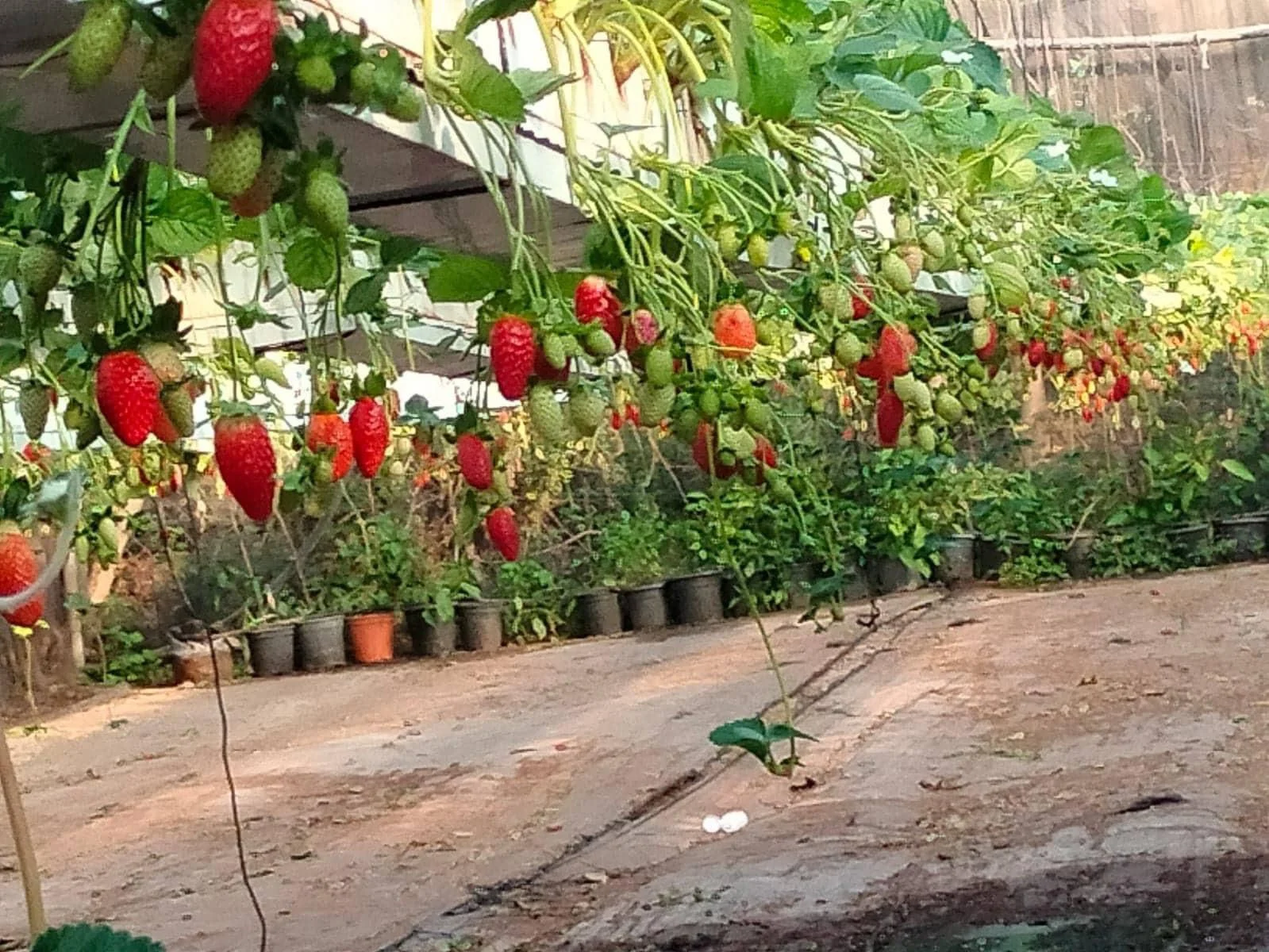 קטיף תותים, צור יגאל