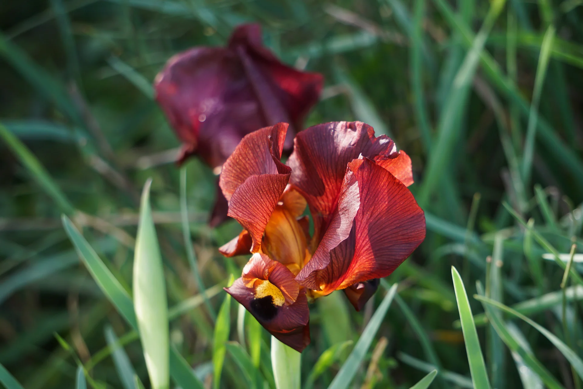 אירוס הארגמן