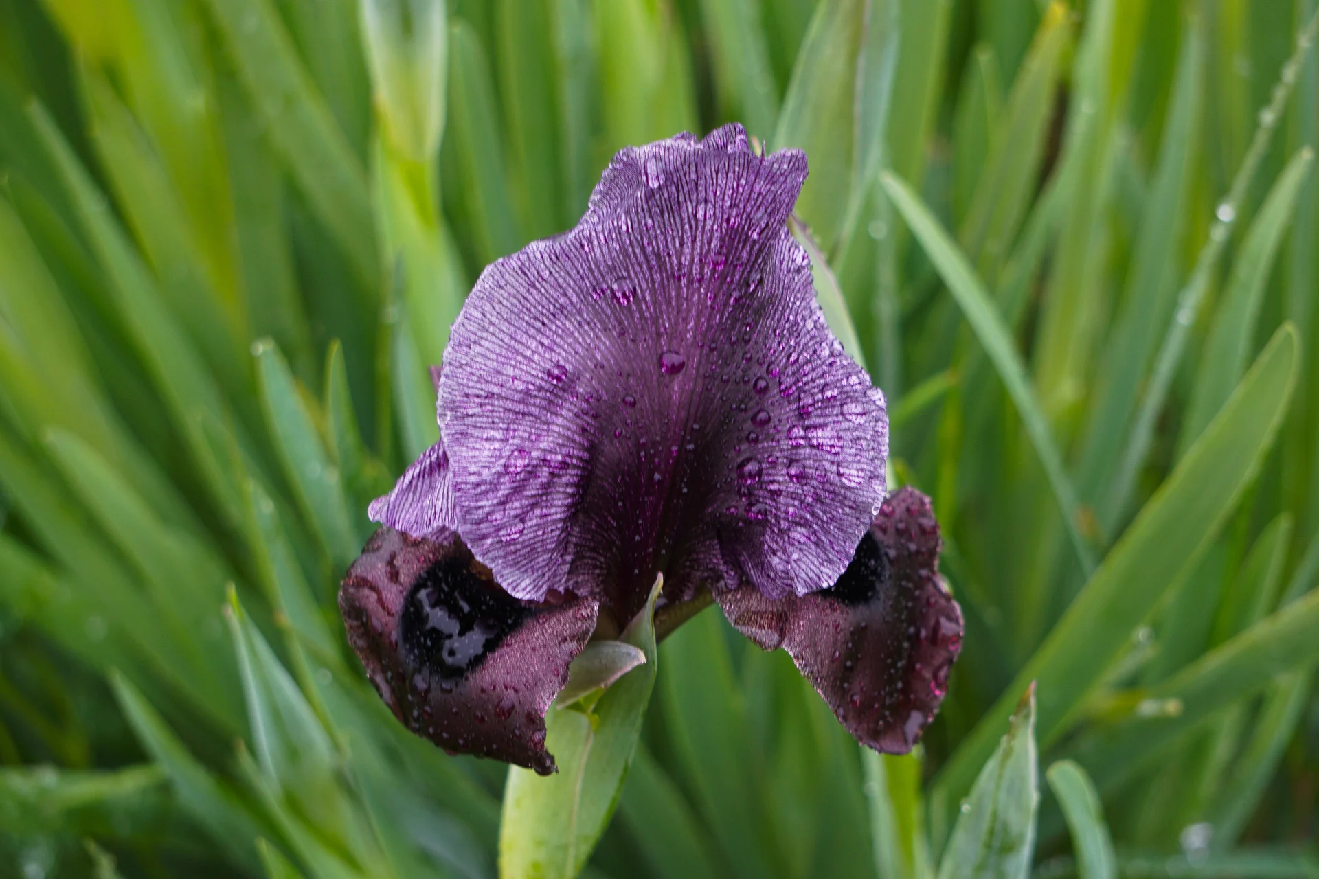 אירוס הגלבוע
