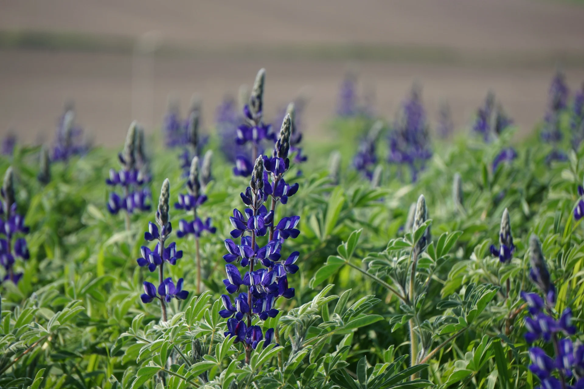שדות של תורמוסים