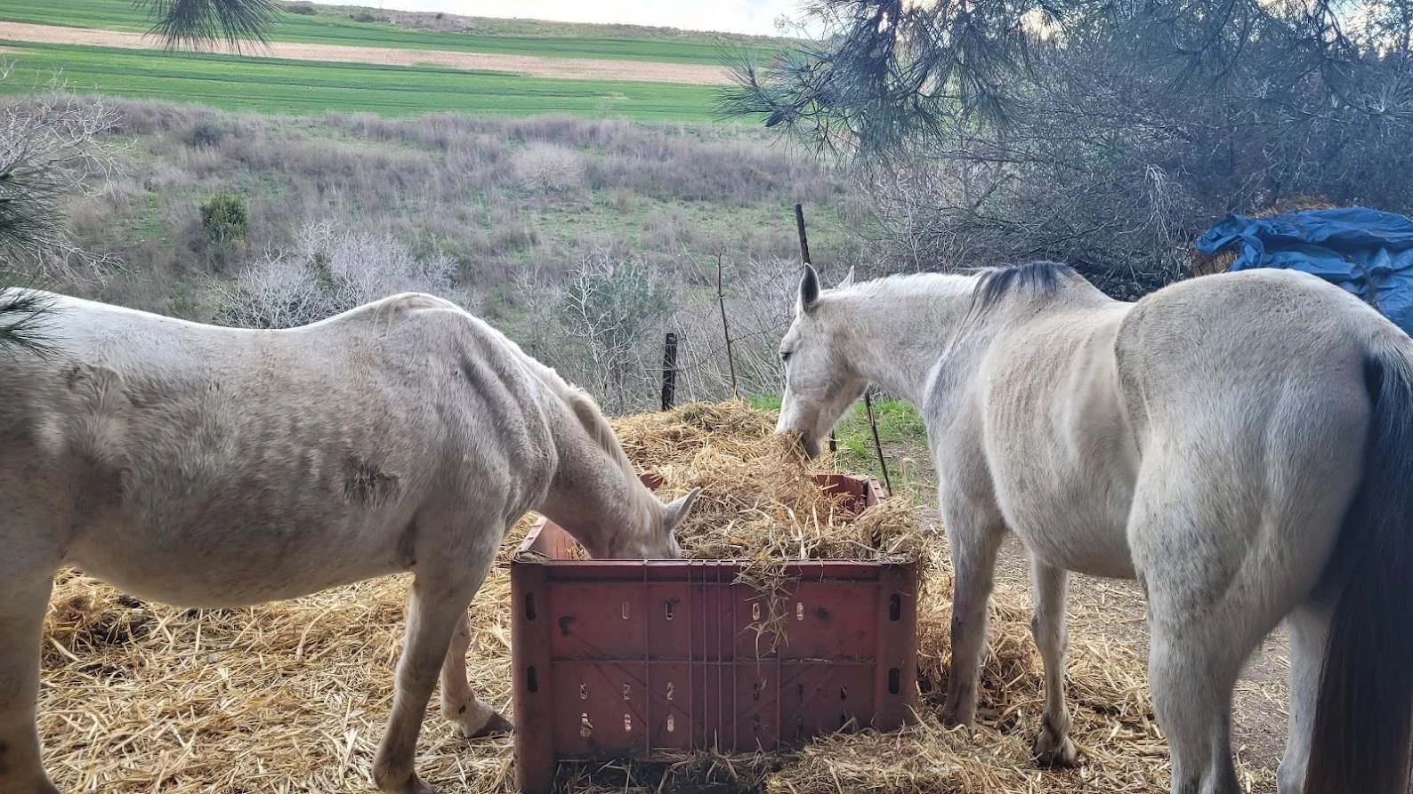 שביל סובב דליה