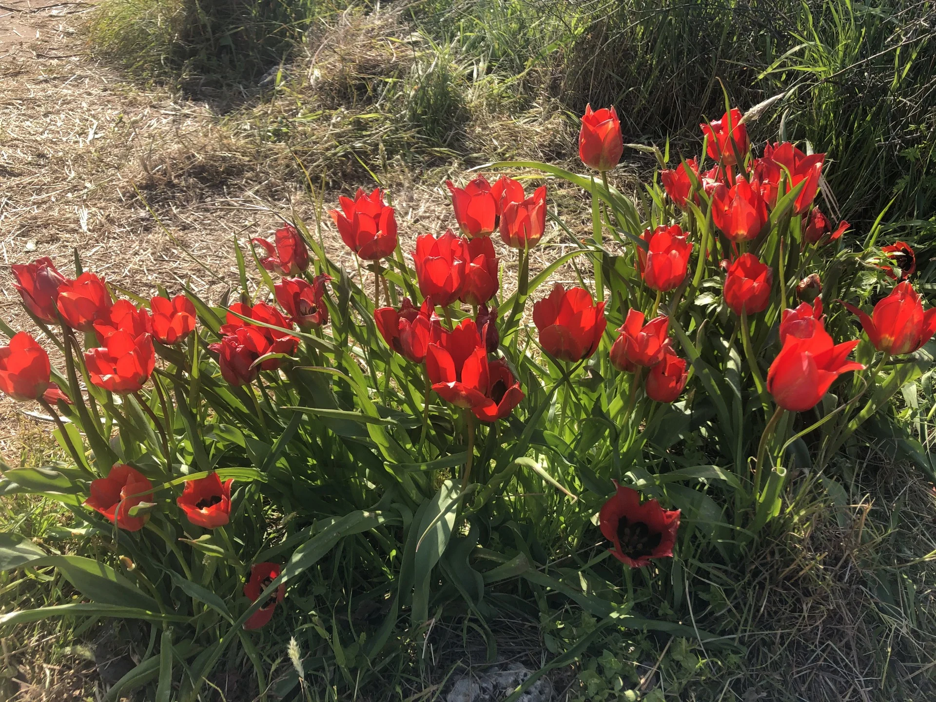 גבעת הפרחים במעגן מיכאל