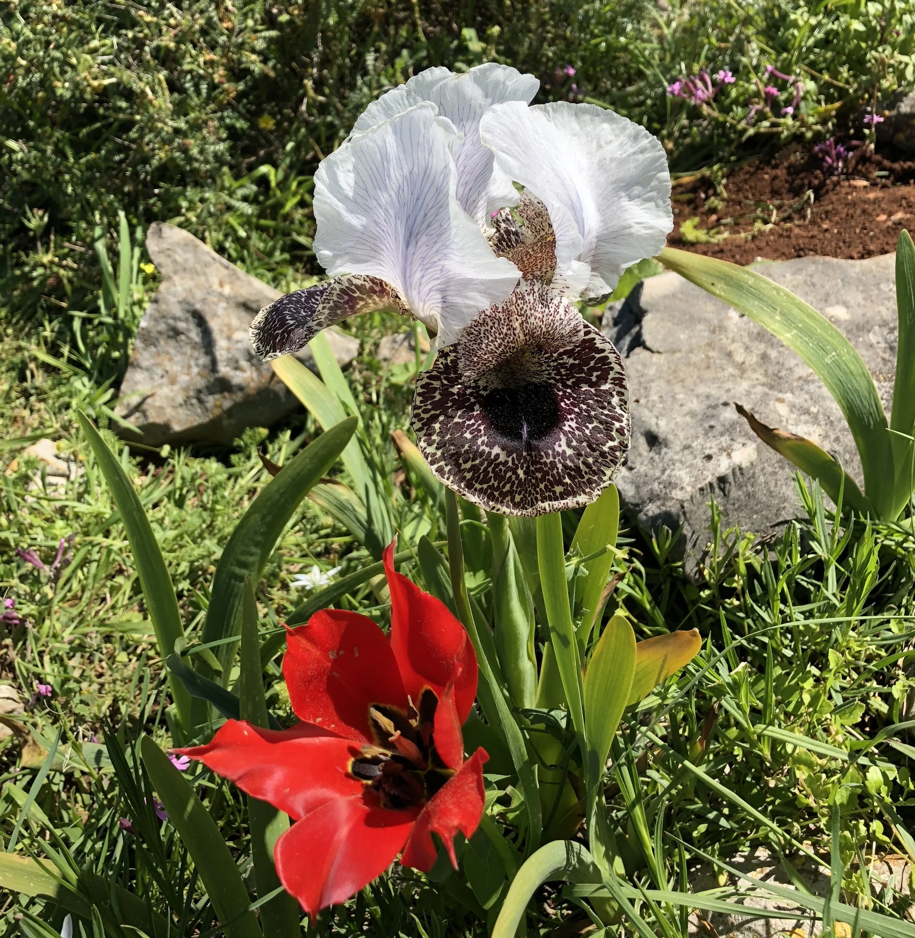 צבעוני סגור בשמורת אירוס נצרתי