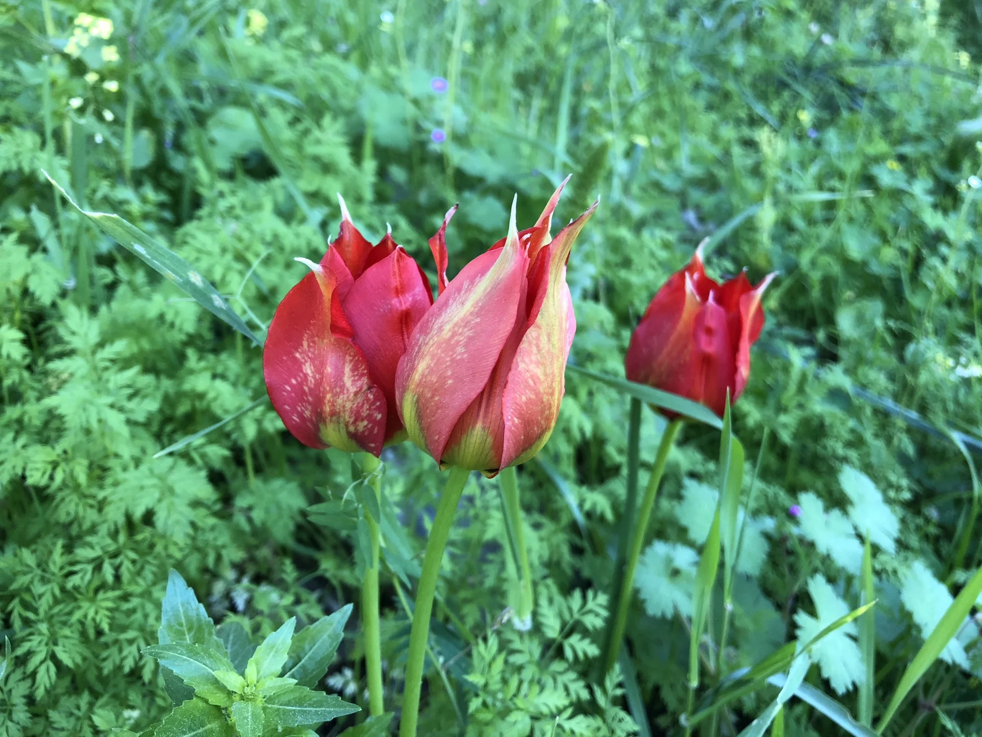 צבעוני סגור בשמורת אירוס נצרתי