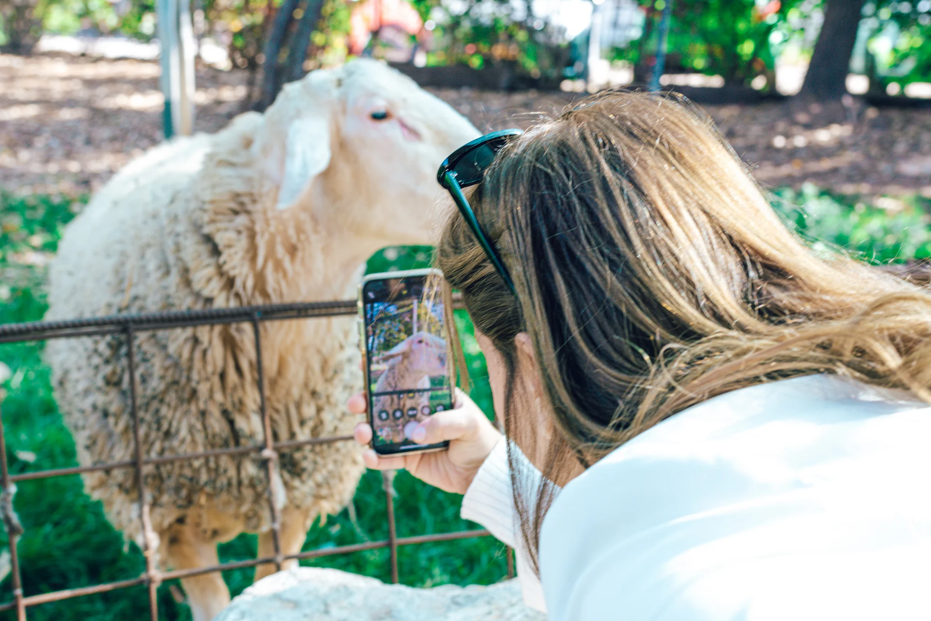 ארץ זבת חלב - מחלבת מרקוביץ