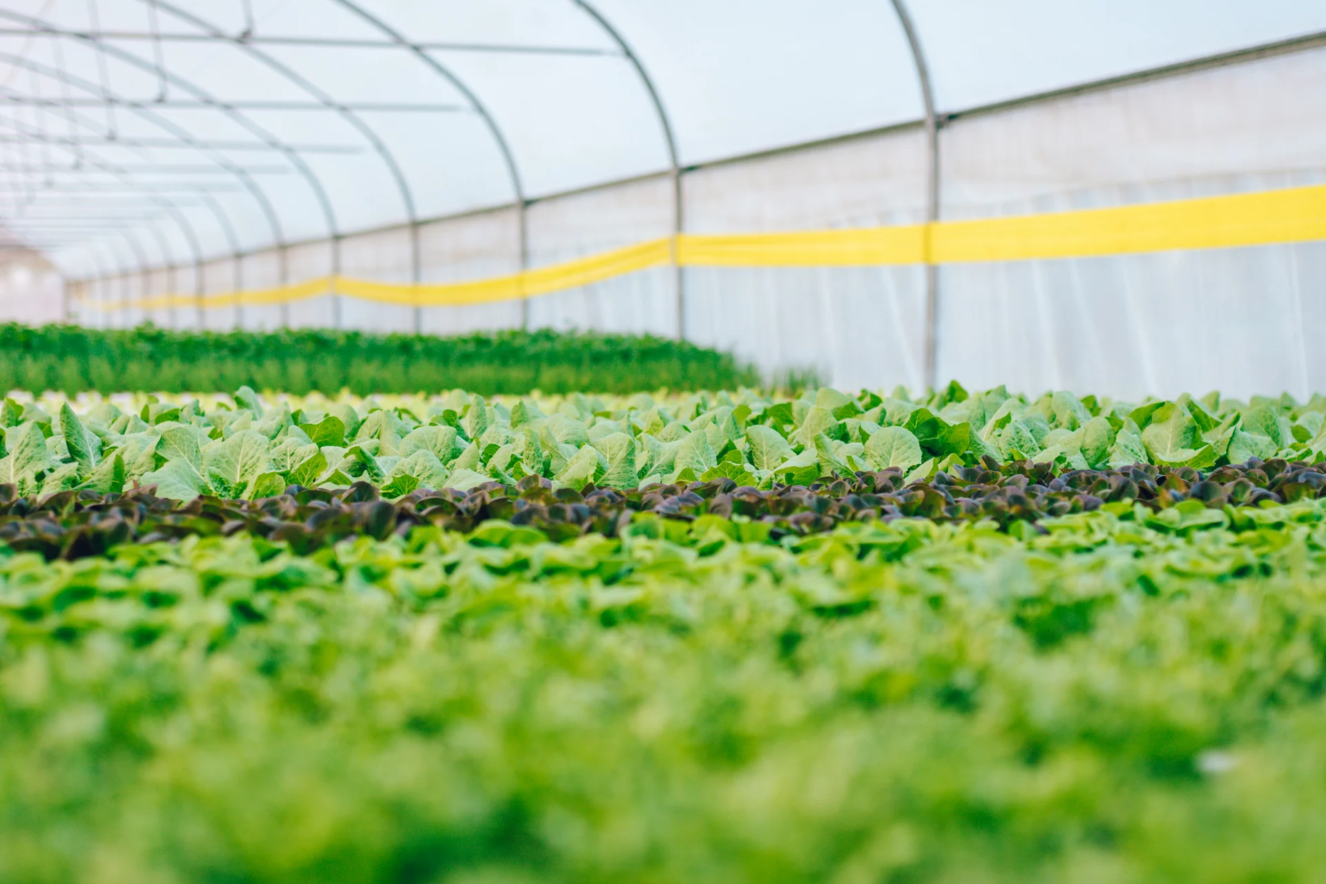 חוות שורש ועלה