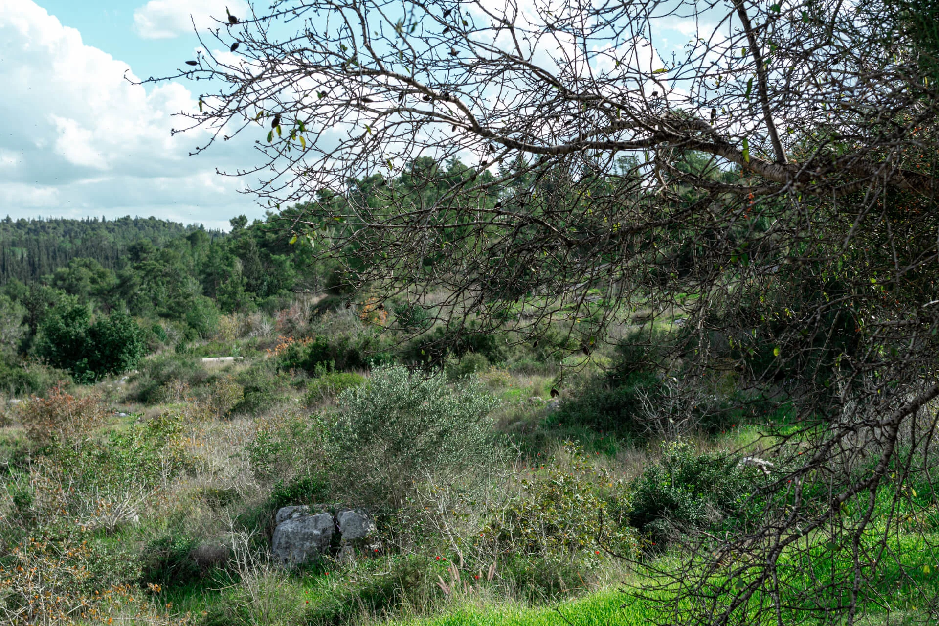 סיור איזי ריידר בין שבילי היער