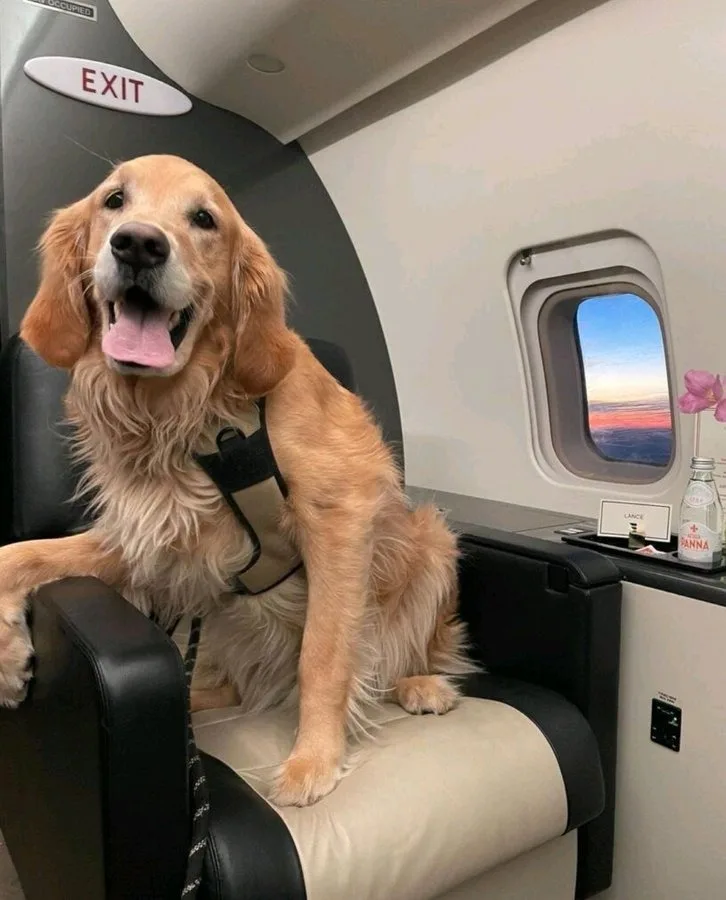 כלבי החילוץ במחלקה הראשונה