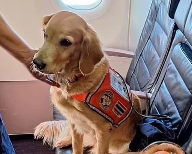 כלבי החילוץ במחלקה הראשונה