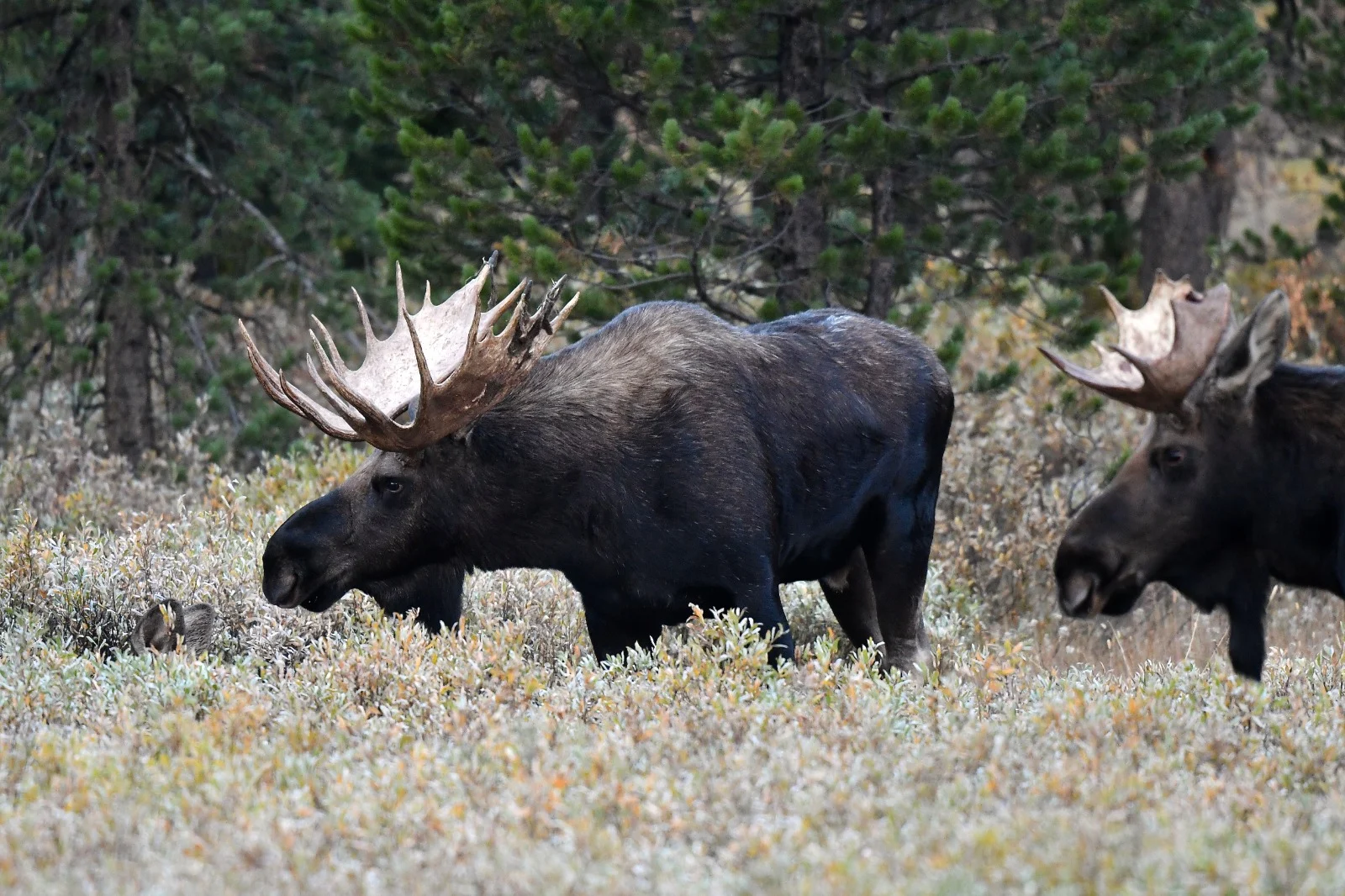 האב השתמש בקרן של אייל קורא כדי להרוג את סקאלי