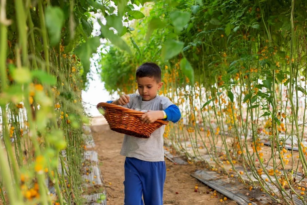 קטיף שרי בחוות קטיף לי