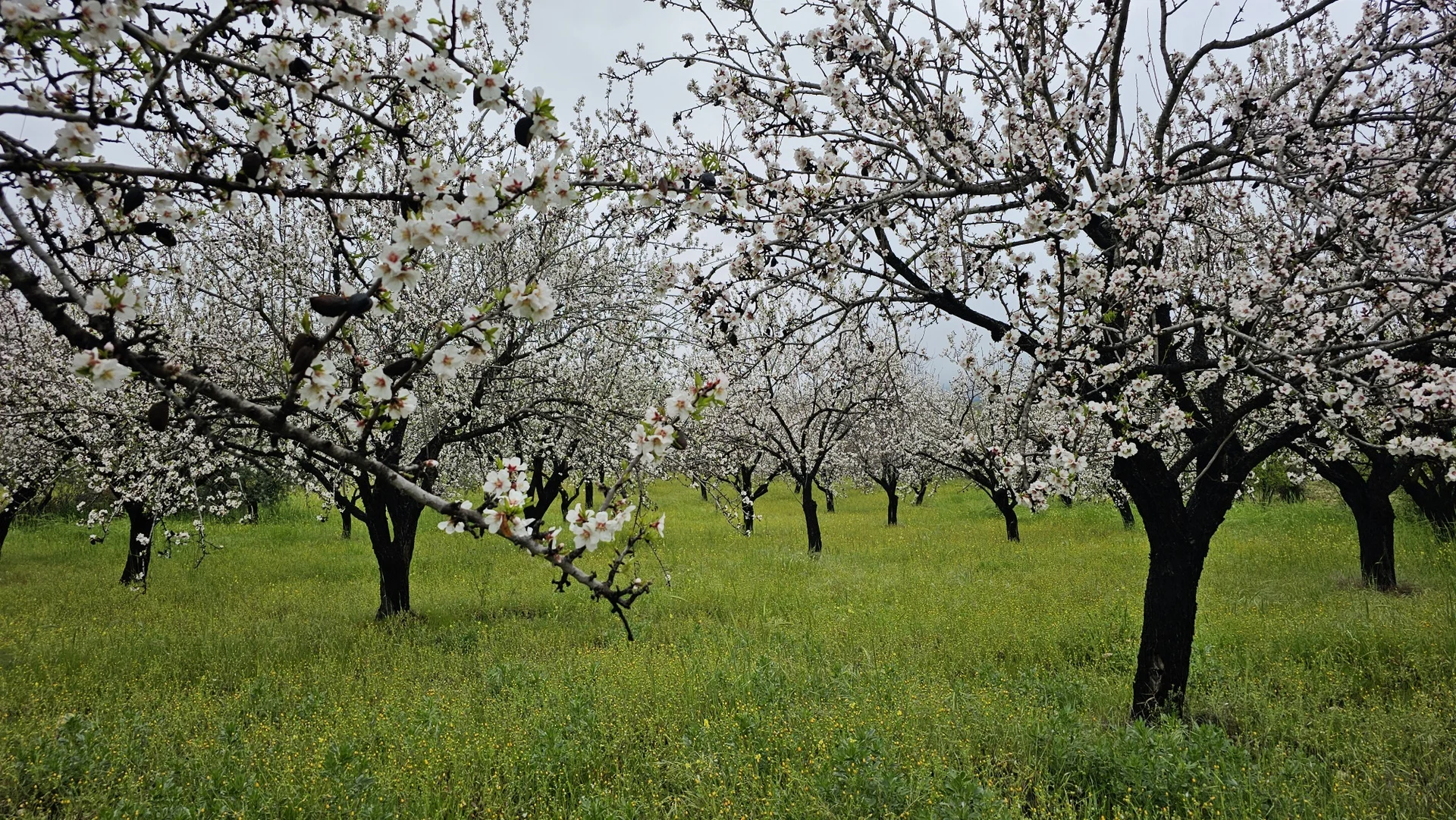 שקדיות בהרי הטרודוס