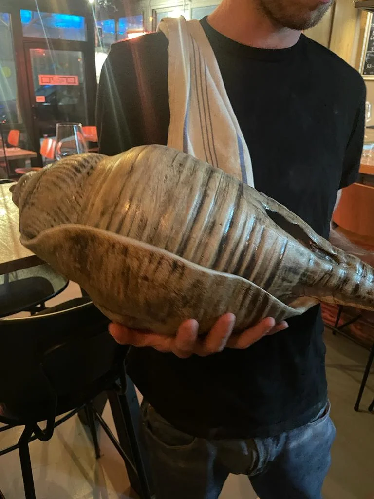 קונכיה מחימר בבר ים