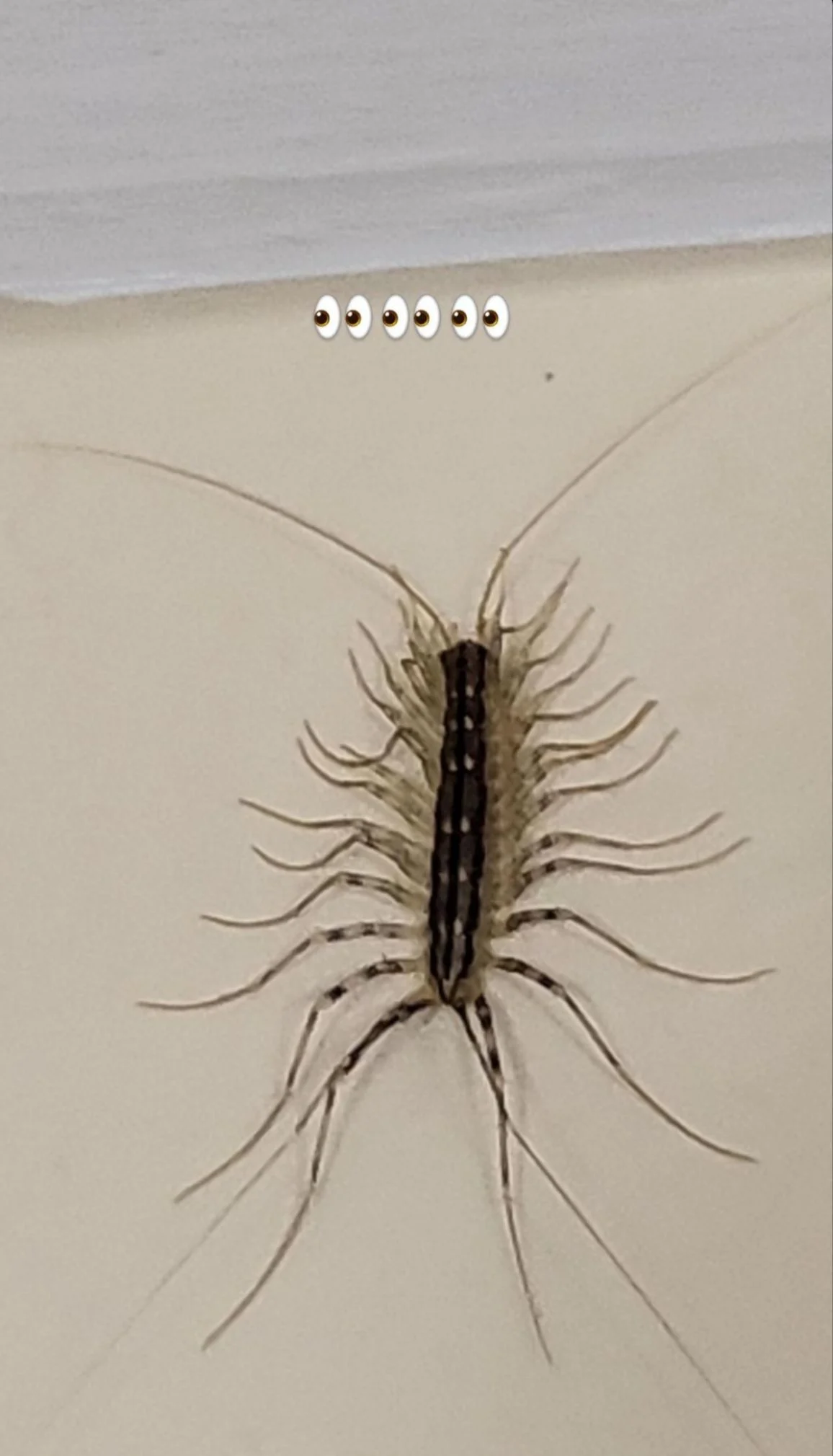 האצנדל שעקץ את סטפן לגר