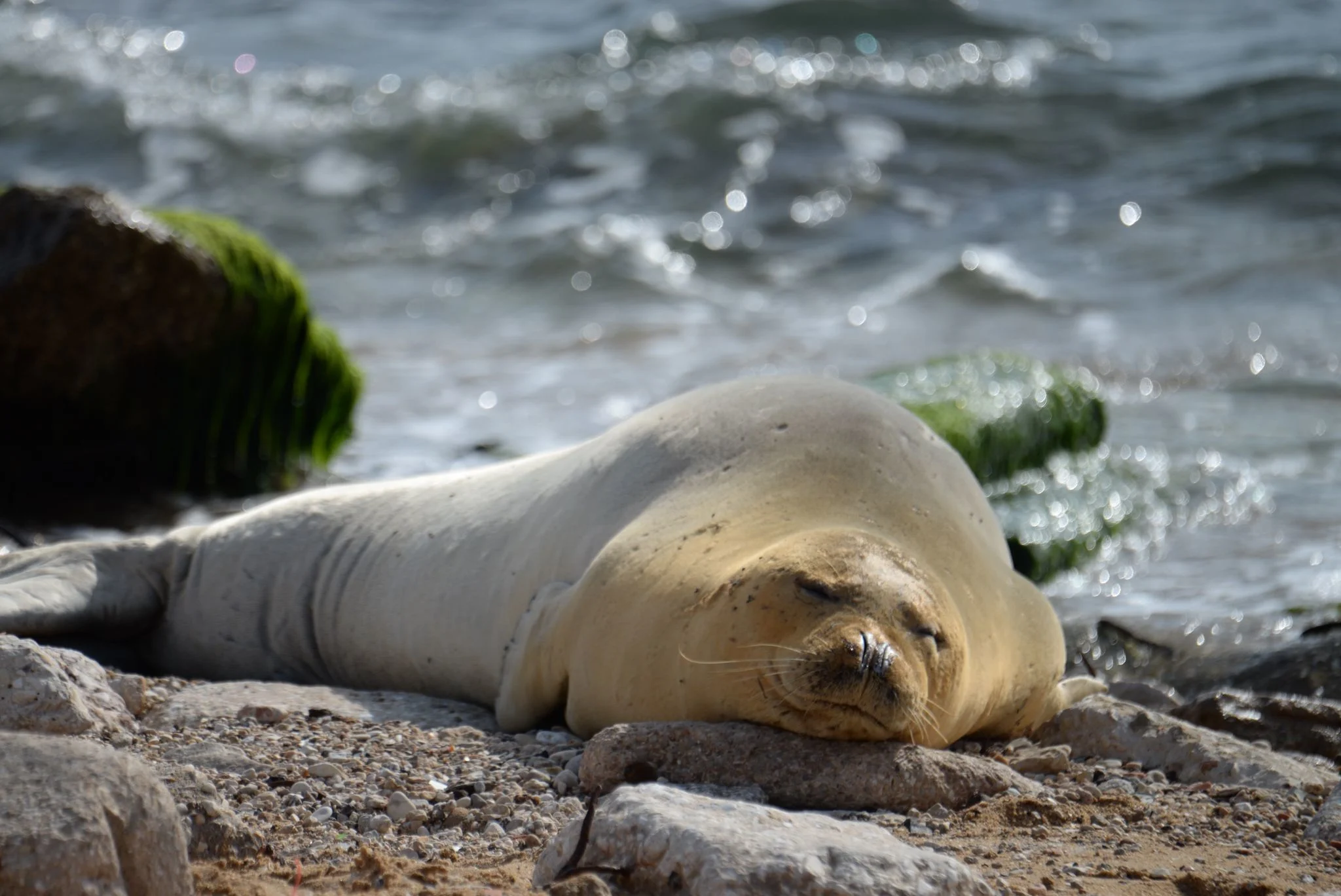 כלבת ים נזירית במרכז הארץ
