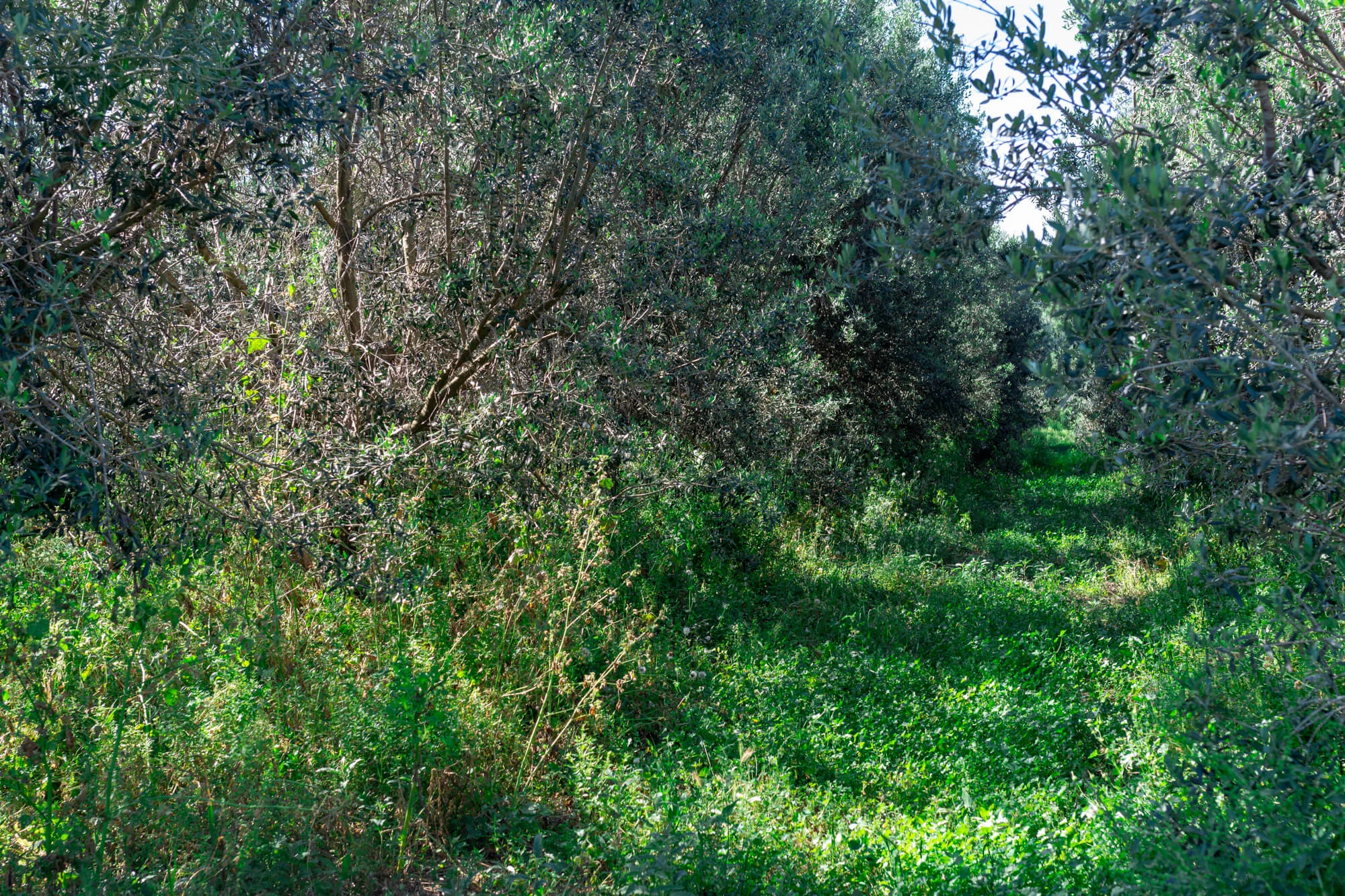 בית בד גלילי