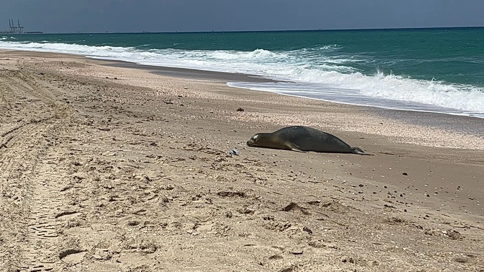 יוליה כלבת הים