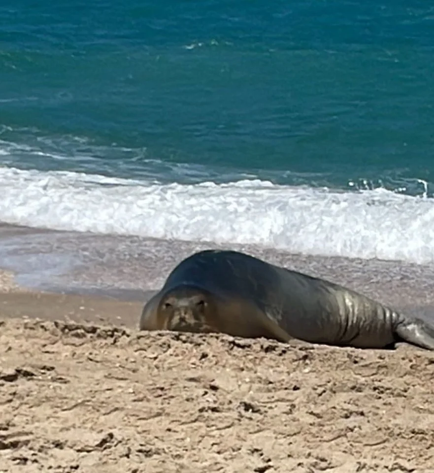 כלבת הים יוליה