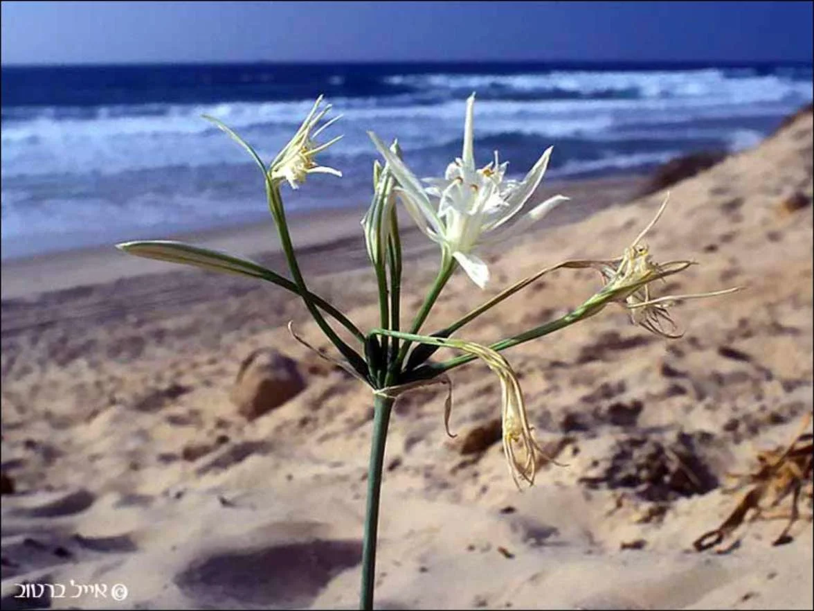 שמורת טבע חולות ניצנים