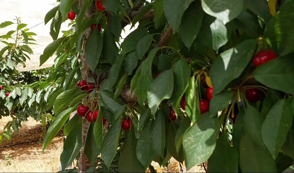 מטע דובדבן מעון