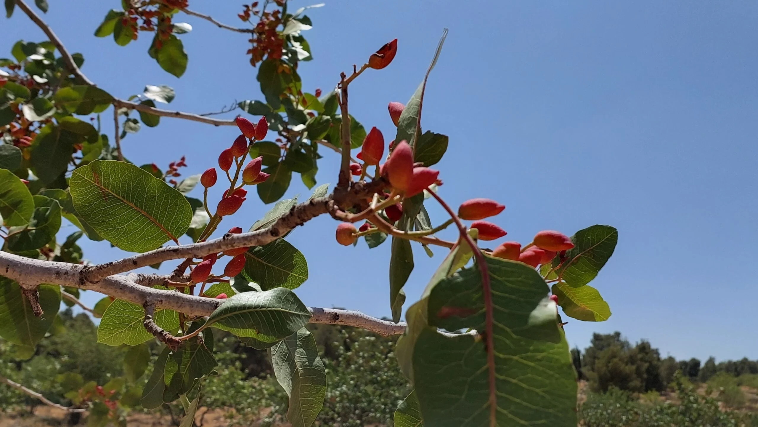 עצי פיסטוק יתיר