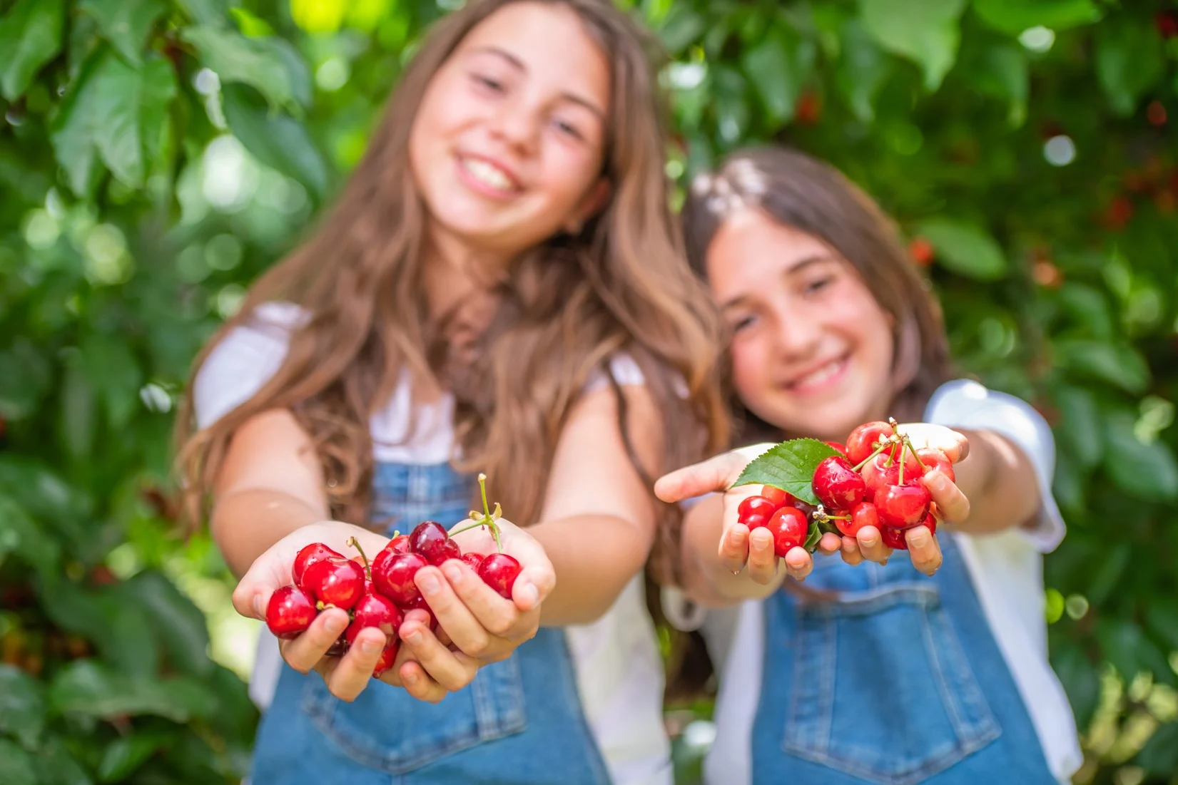 פסטיבל הדובדבן בחבל יתיר