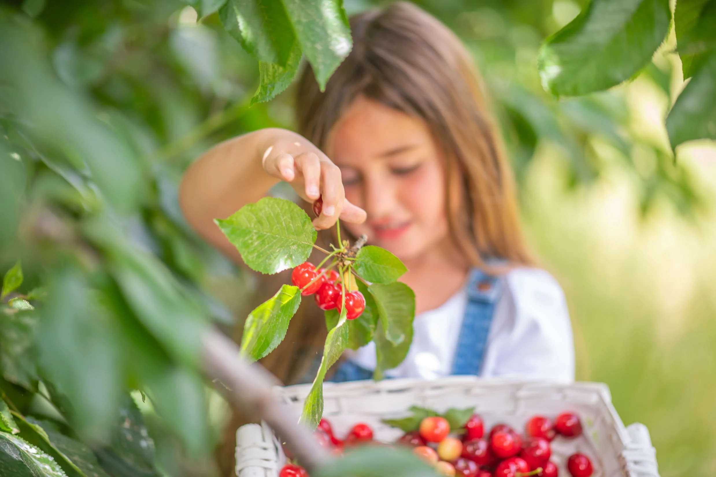 פסטיבל הדובדבן בחבל יתיר