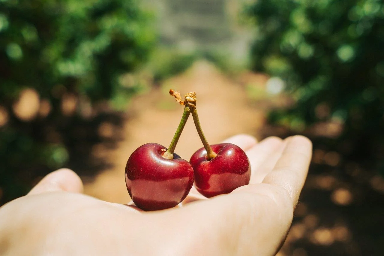 דובדבן - קטיף עצמי נווה אטיב