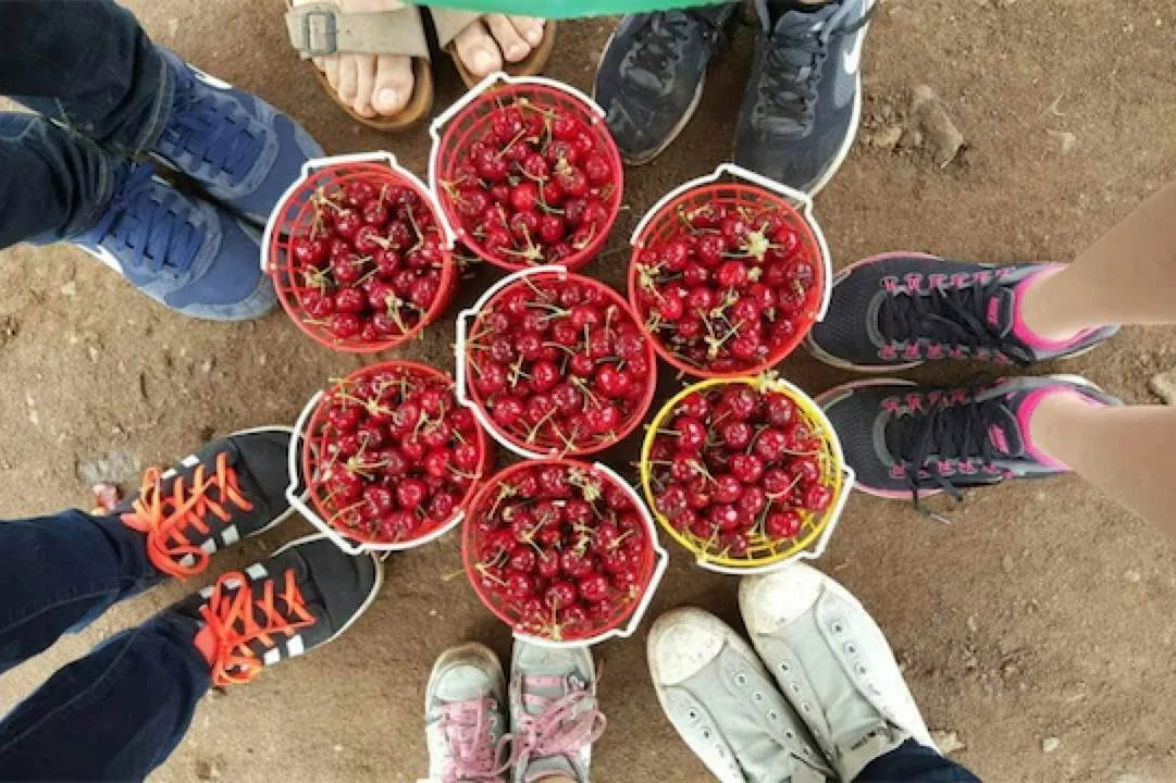 דובדבנים מהגולן