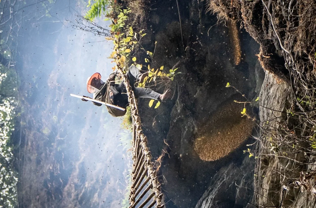 המסע בעקבות ציידי הדבש במצוקי ההימאליה בנפאל