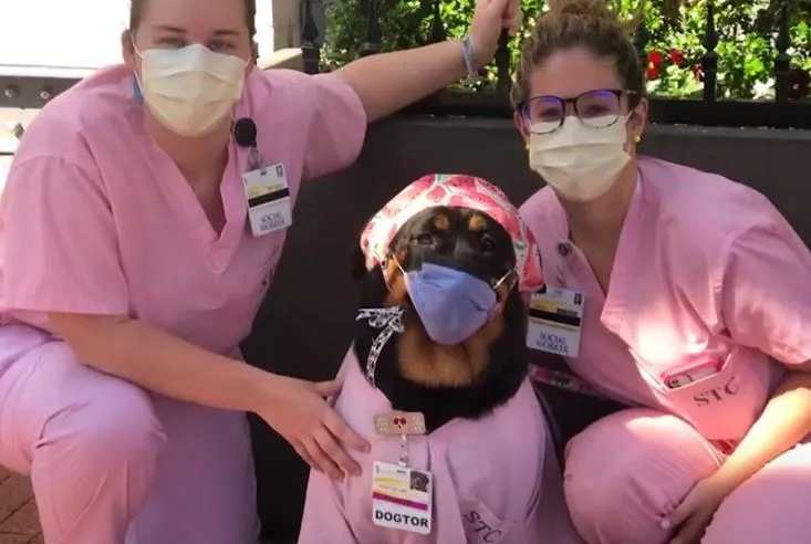 כלבה טיפולית במרילנד