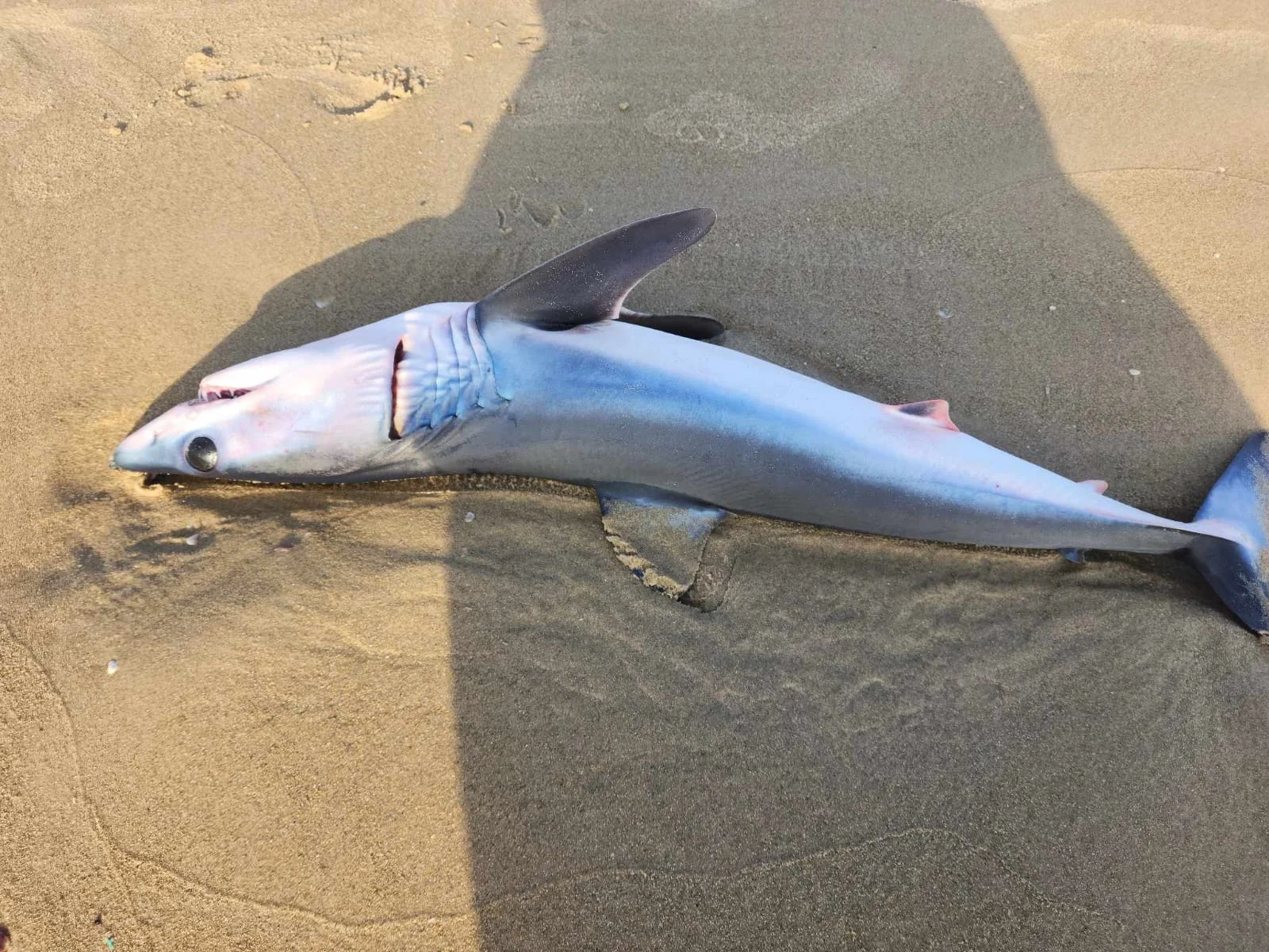 העמלץ הכחול שנמצא מת בחוף מעיין צבי