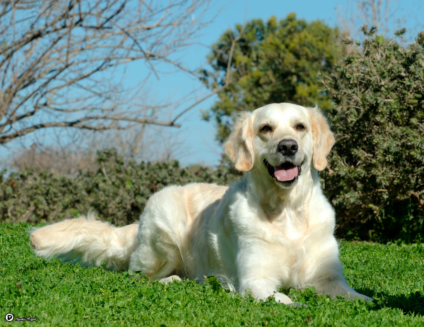 לטייל עם הכלב