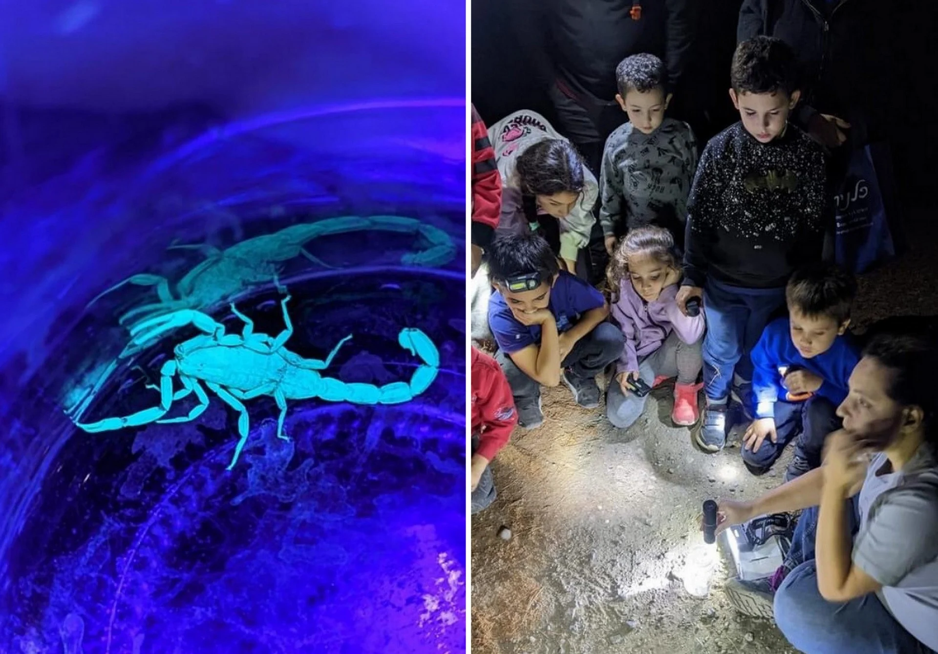 בעקבות חיי הלילה בגולן