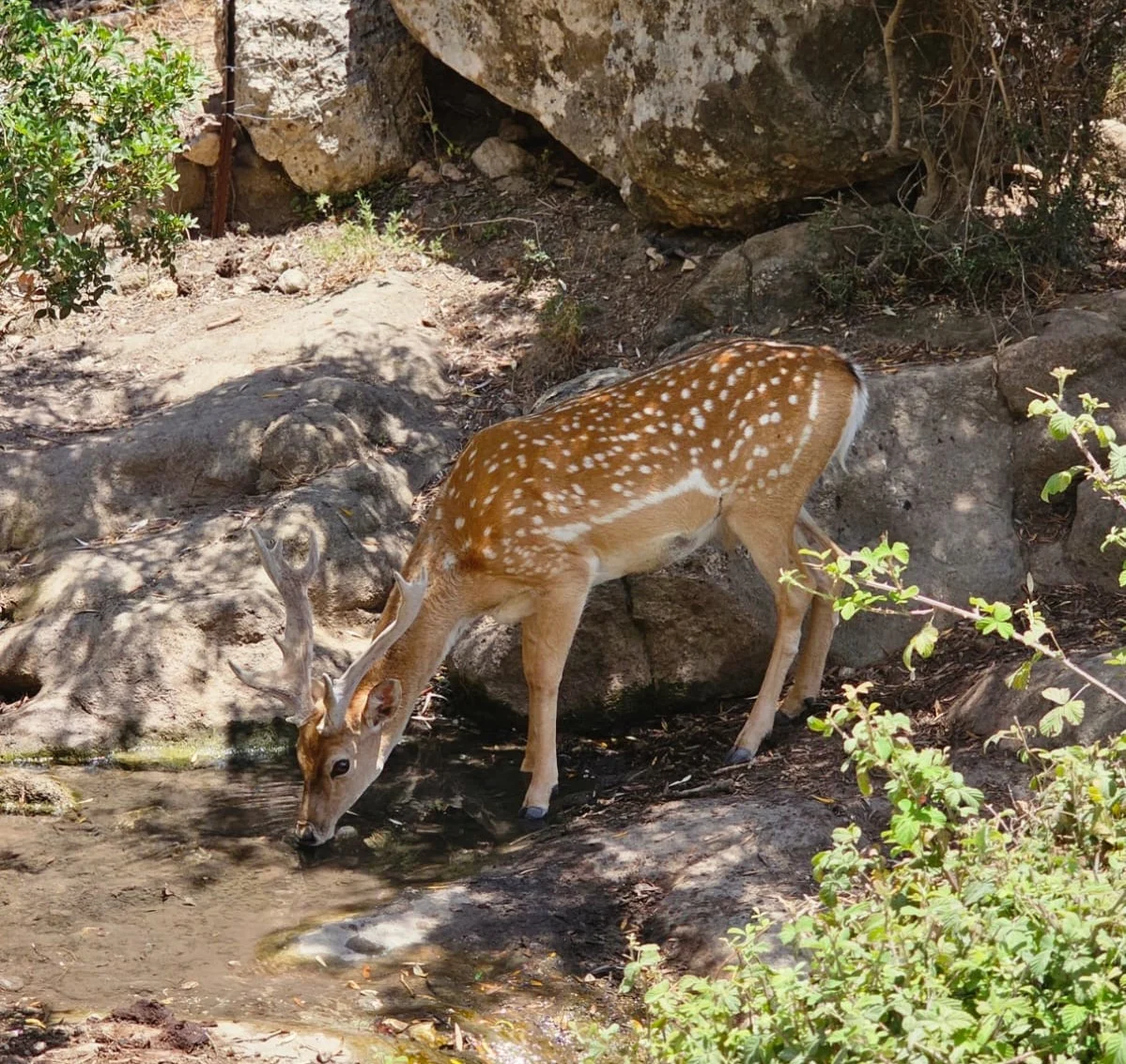 יחמור בעין קדם