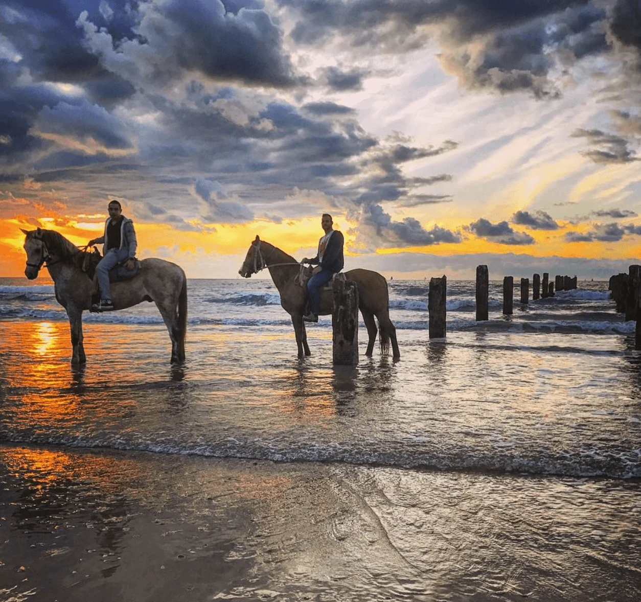 חוות סוסים דור