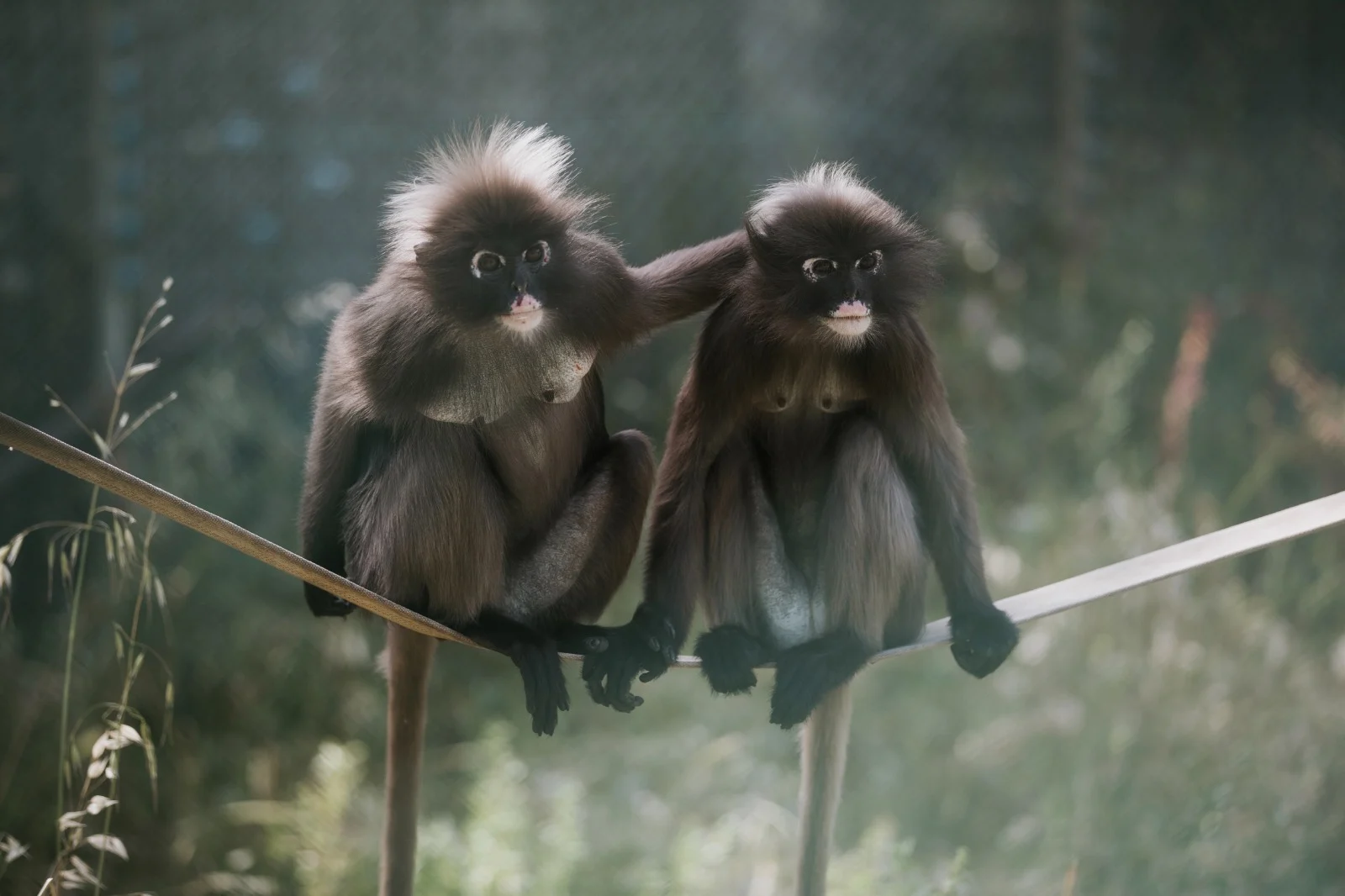 מקלט הקופים הישראלי