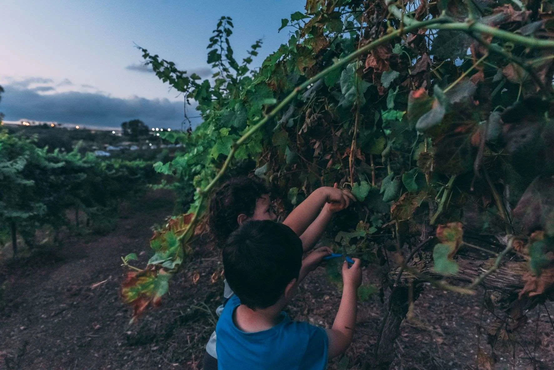 בוצרים בלילה במשק אופיר