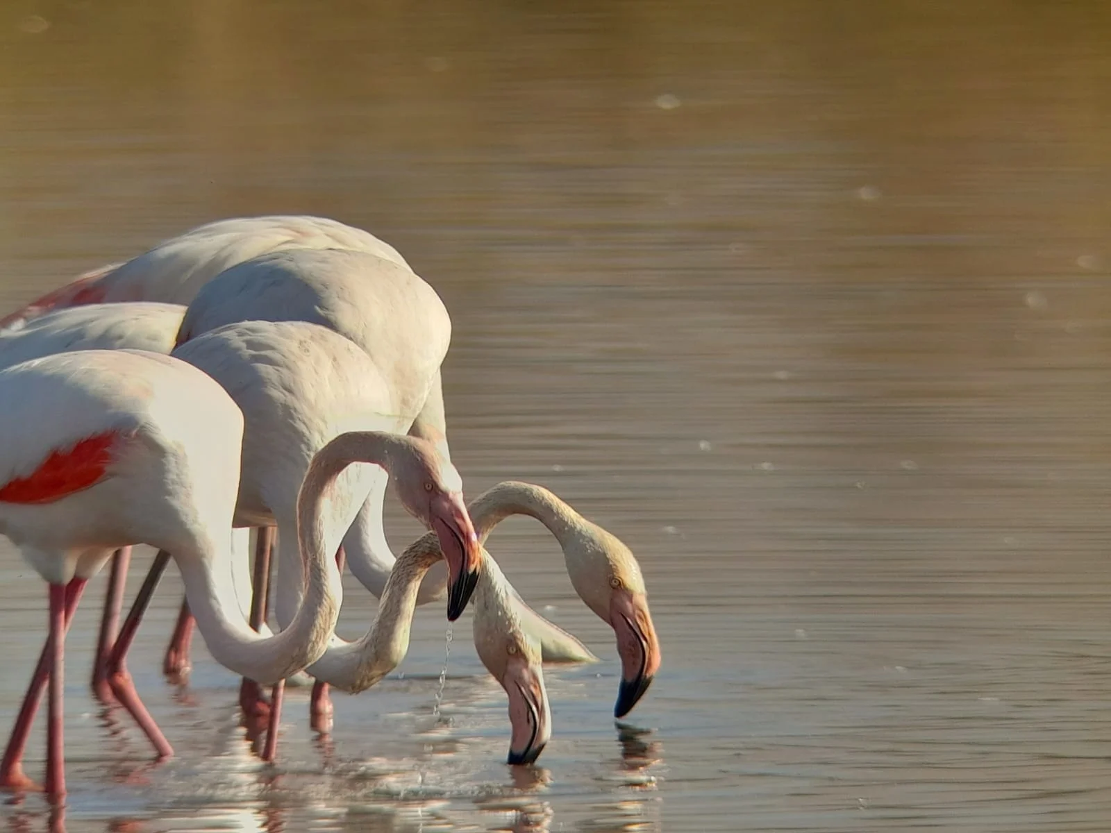 Whatsapp Image 2023 08 10 At 0