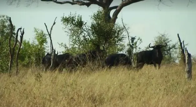 ספארי באפריקה