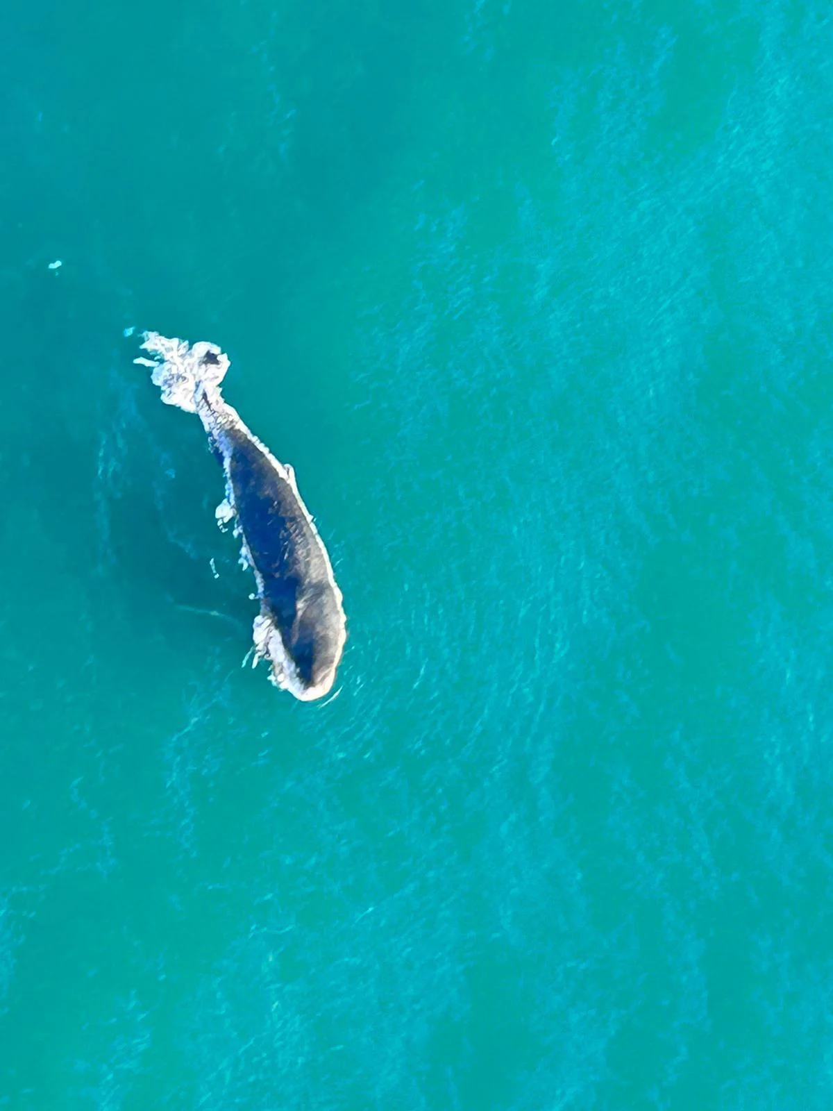 לוויתן ליד חוף געש