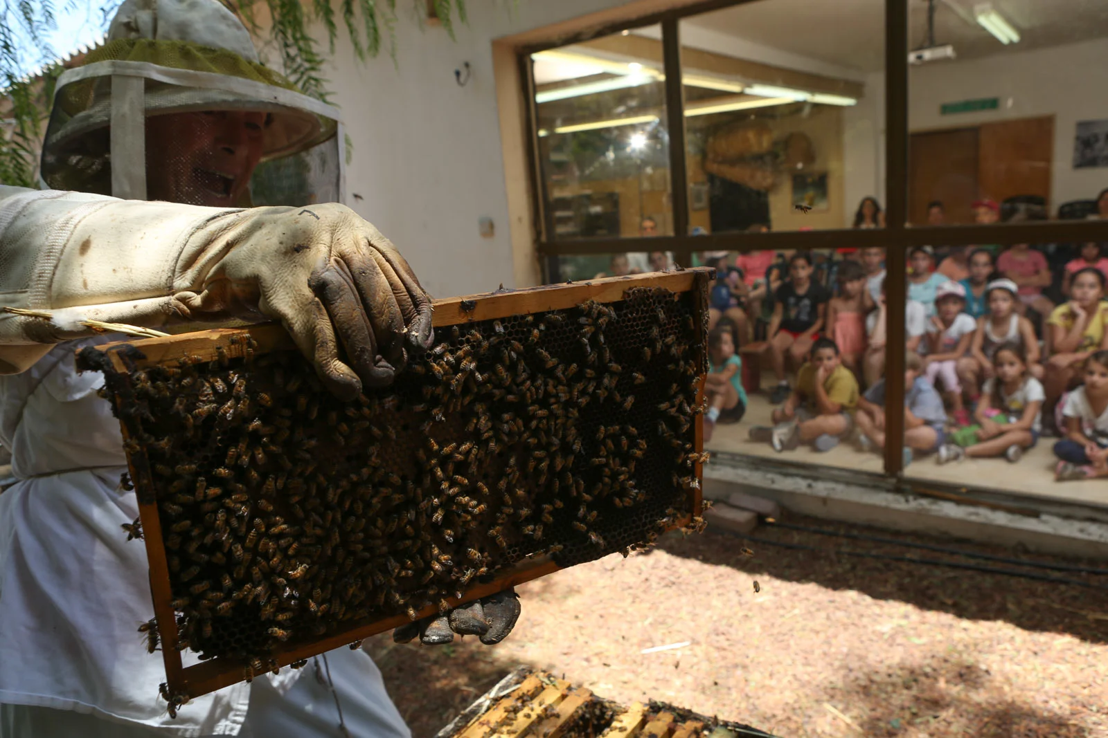פתיחת כוורת ביד מרדכי