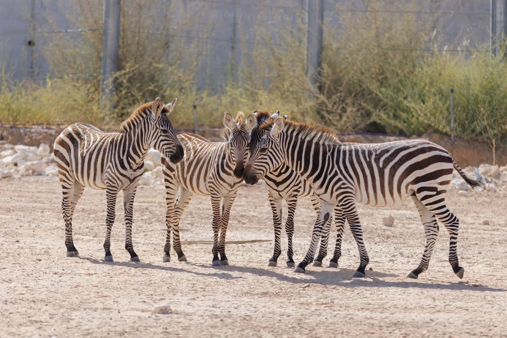 מדבריום פארק החיות בבאר שבע