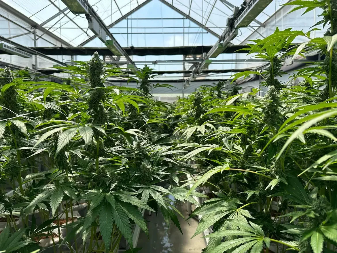 "הרבה מאוד חברות נרתמו לתת קנאביס חינם לכל המטופלים"